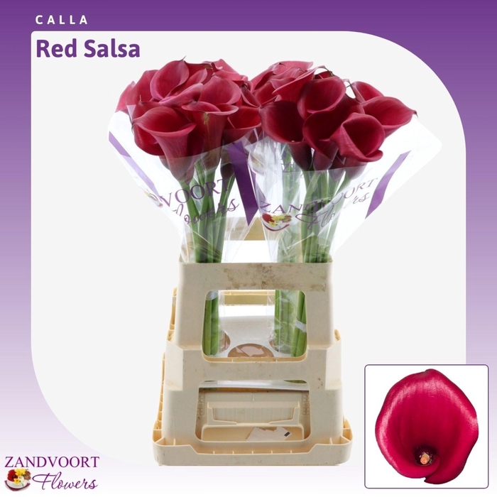 <h4>Calla Red Salsa</h4>