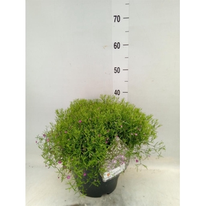 Gypsophila muralis 'Gypsy'