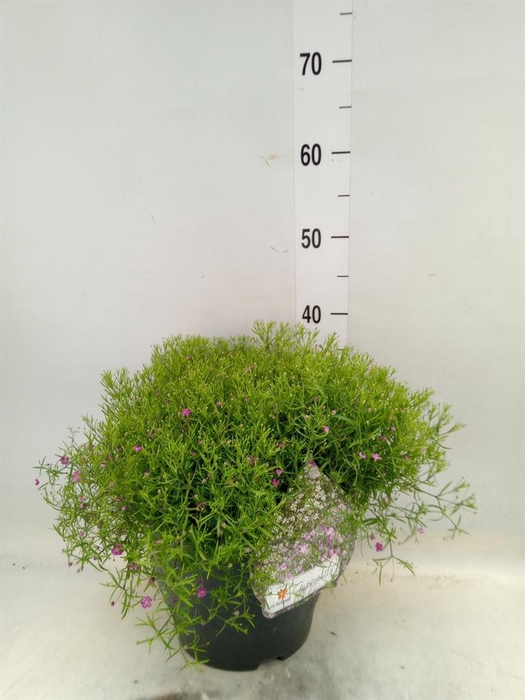 <h4>Gypsophila muralis 'Gypsy'</h4>