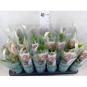 Spathiphyllum  'Pearl Cupido'