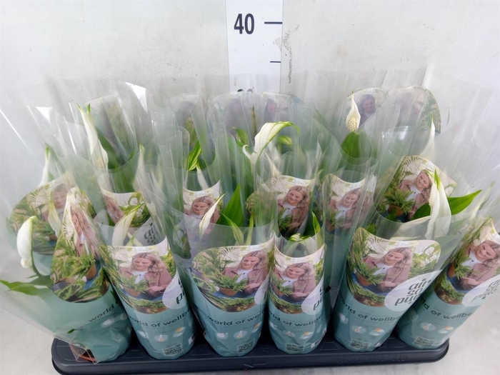 <h4>Spathiphyllum  'Pearl Cupido'</h4>