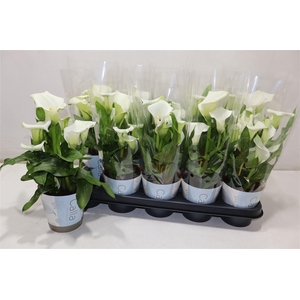 arr8 Zant Capt Fresco