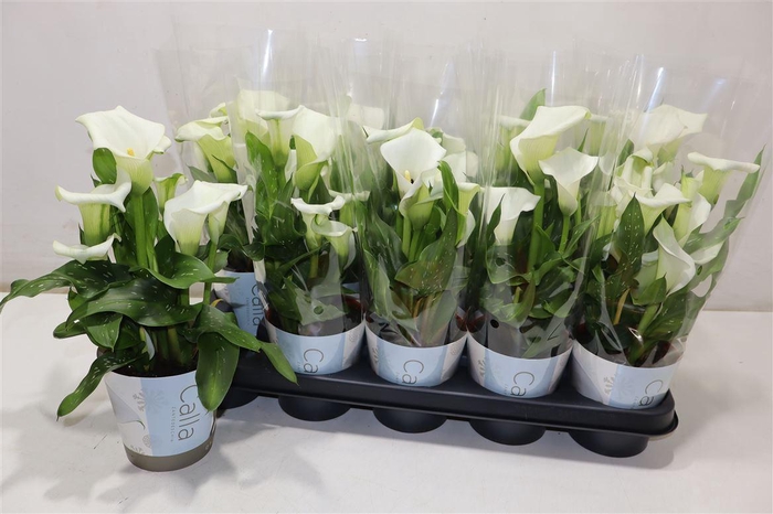 <h4>arr8 Zant Capt Fresco</h4>