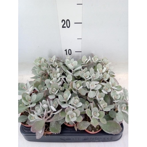 Kalanchoe NF pumila