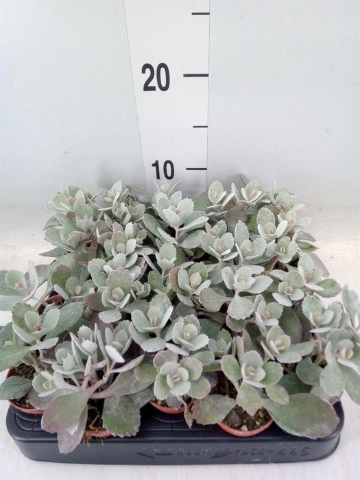 <h4>Kalanchoe NF pumila</h4>