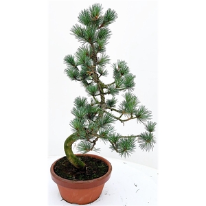 Pinus parvifolia 18cm.