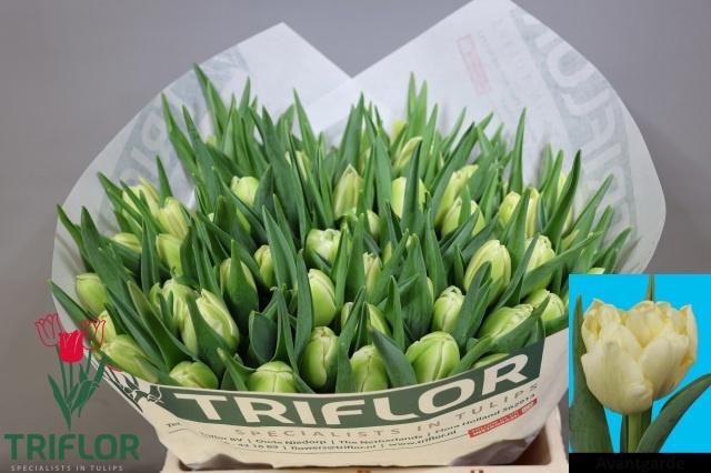 <h4>TU DU AVANT GARDE</h4>