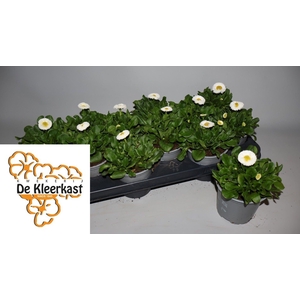 BELLIS P GR ROG ROSE