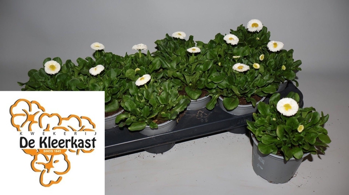 <h4>BELLIS P GR ROG ROSE</h4>