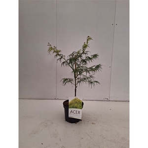 Acer pal. Dissectum