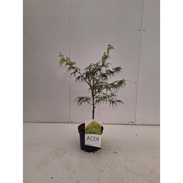 <h4>Acer pal. Dissectum</h4>