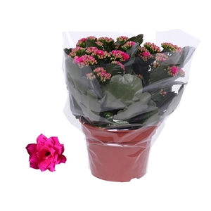 Kalanchoe Rosalina 15cm Don Victorio paars, Blanco hoes