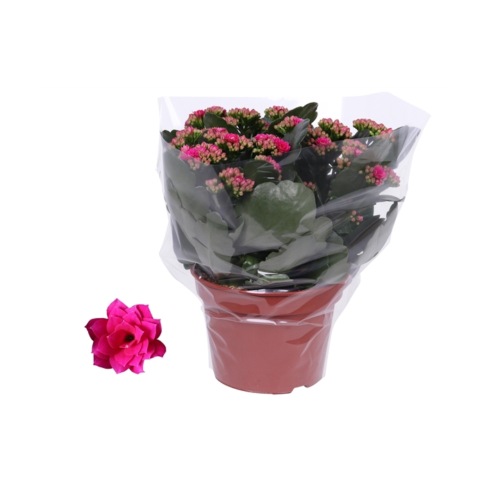 <h4>Kalanchoe Rosalina 15cm Don Victorio paars, Blanco hoes</h4>