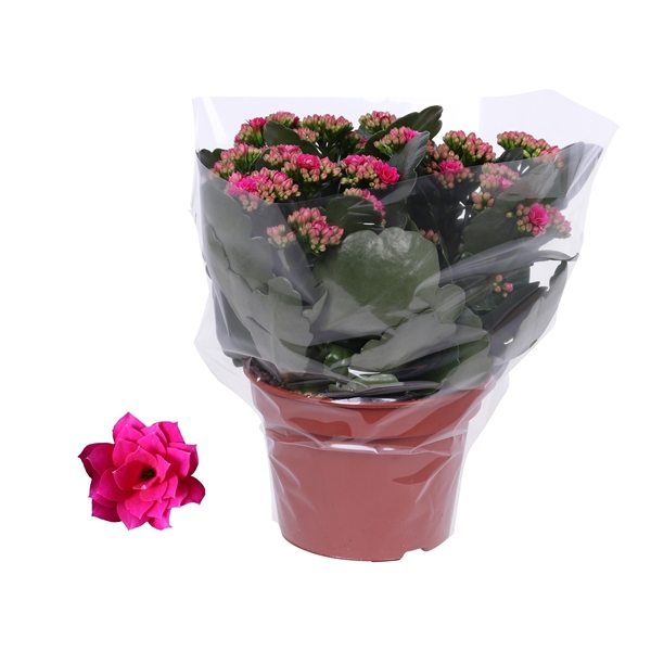 Kalanchoe Rosalina 15cm Don Victorio paars, Blanco hoes