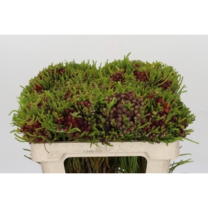 Cape Green Strawberry Berzelia