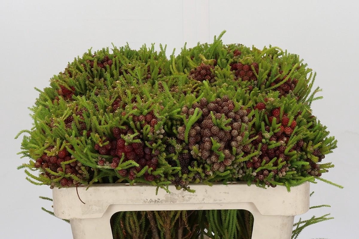 <h4>Cape Green Strawberry Berzelia</h4>