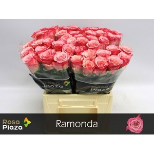 Rosa large ramondo