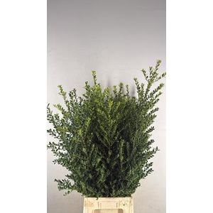 Ilex Green Hedge