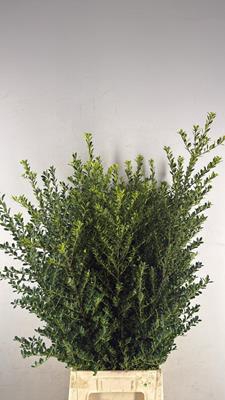 <h4>Ilex Green Hedge</h4>