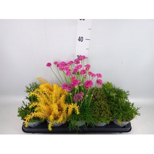 Rotsplanten   ...mix   [Rock plant]