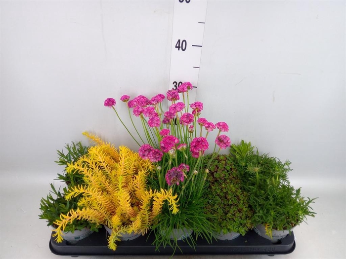 <h4>Rotsplanten   ...mix   [Rock plant]</h4>