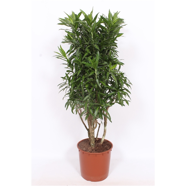 <h4>Dracaena Song of Jamaica</h4>