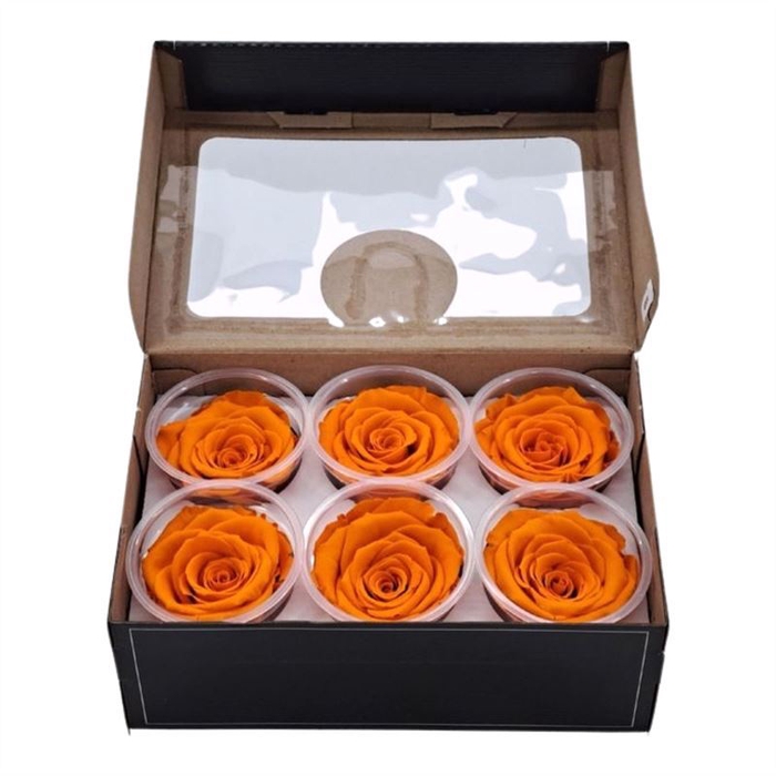 <h4>Rosa Preserved Xl Ora 02</h4>