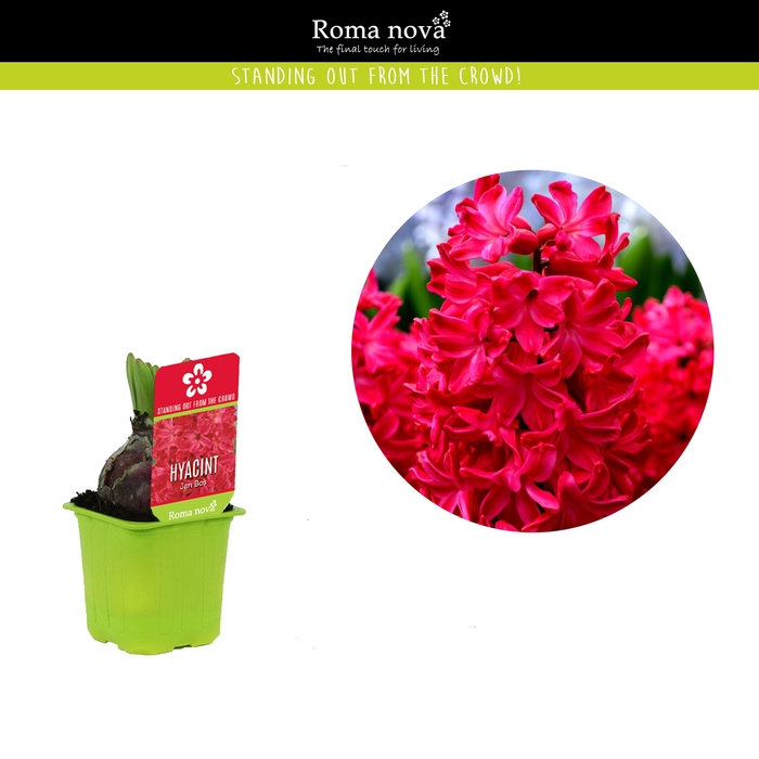 <h4>Hyacint Jan Bos 7cm</h4>