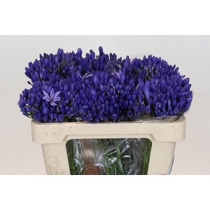 Agapanthus EYFORI Blue