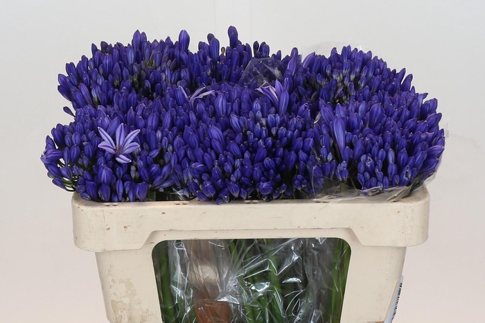 Agapanthus EYFORI Blue