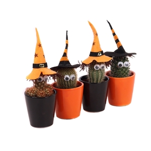 Cactus 5,5 cm heks in zwart en oranje konisch potje