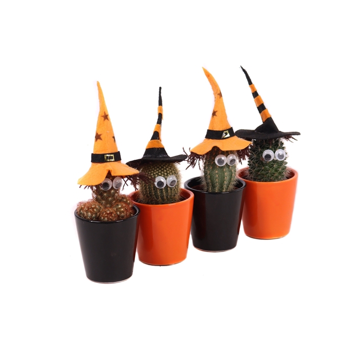 <h4>Cactus 5,5 cm heks in zwart en oranje konisch potje</h4>