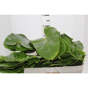 FOLHA DE ANTHURIUM