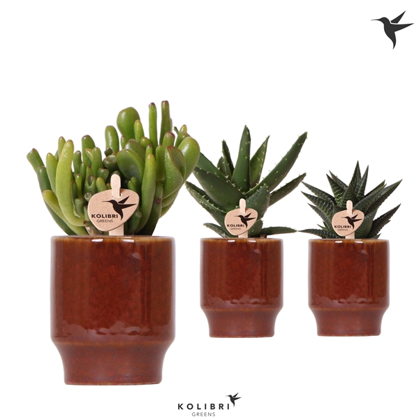 <h4>Kolibri Greens Succulenten mix in Classy pot red</h4>