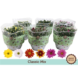 Chrysant Classic Mix