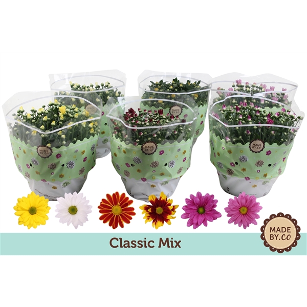 <h4>Chrysant Classic Mix</h4>