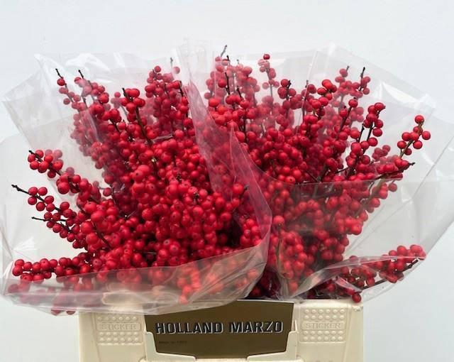 <h4>Ilex verticillata</h4>