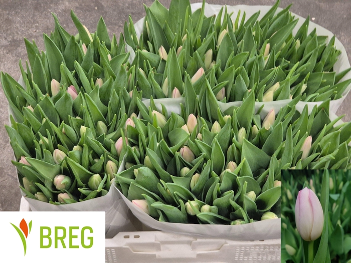 <h4>TU EN DYNASTY</h4>