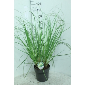 Cortaderia sell. 'Pumila'