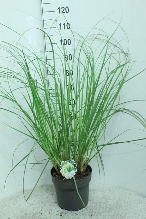 <h4>Cortaderia sell. 'Pumila'</h4>