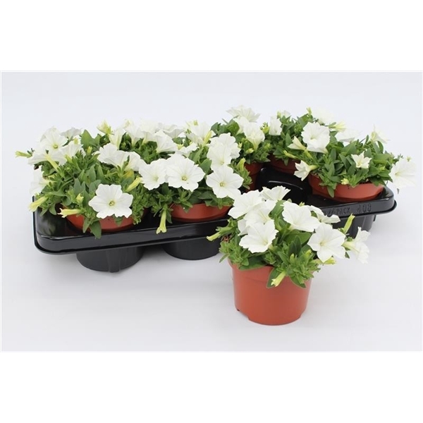 <h4>Petunia White</h4>