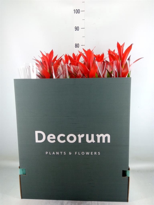 <h4>Guzmania  'Ostara'</h4>