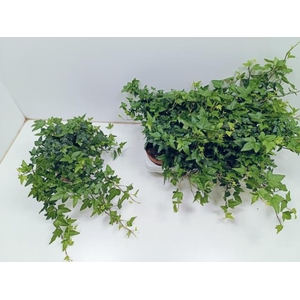 Hedera helix Shamrock 13Ø 30cm