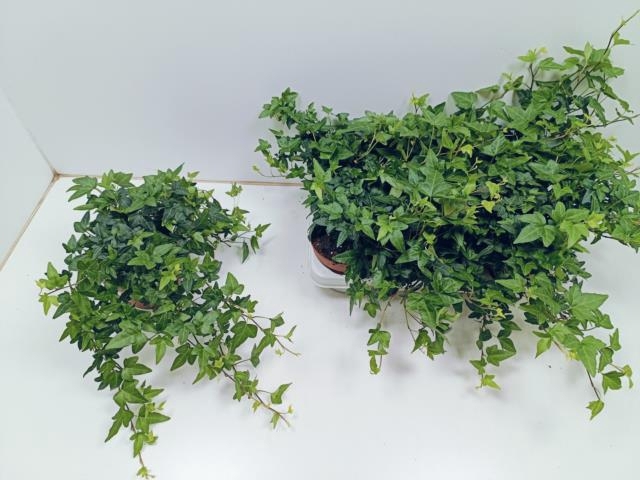 Hedera helix Shamrock 13Ø 30cm