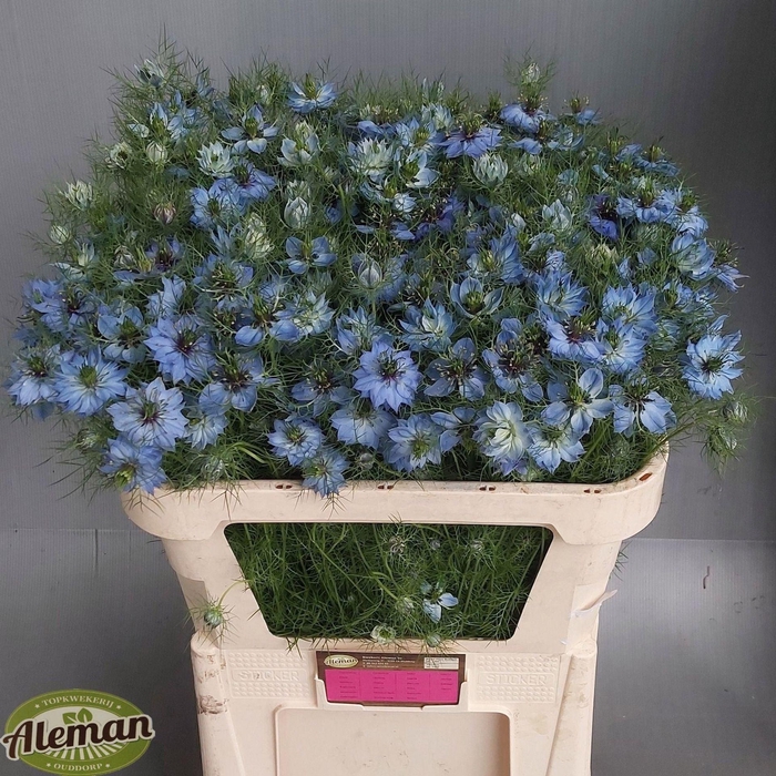 <h4>NIGE ARTISTIC BLUE NIGE D ARTIST BL</h4>