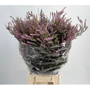 Kaaps Groen Erica Pink