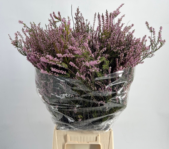 <h4>Kaaps Groen Erica Pink</h4>