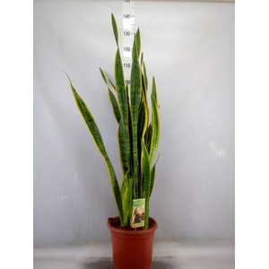 Sansevieria trifa. 'Laurentii'