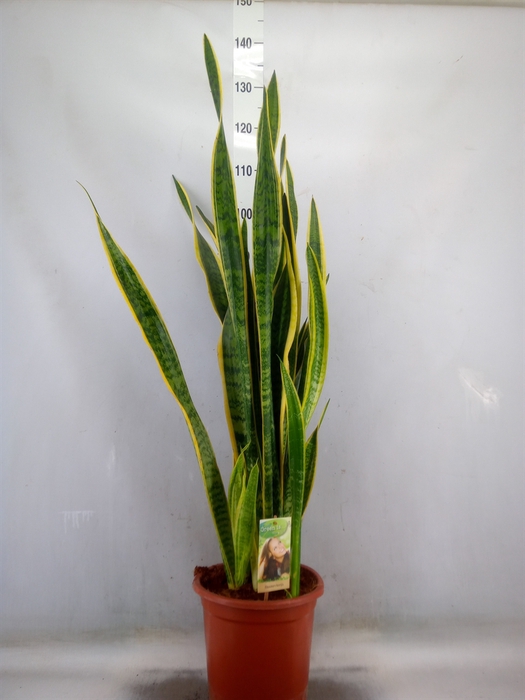 <h4>Sansevieria trifa. 'Laurentii'</h4>