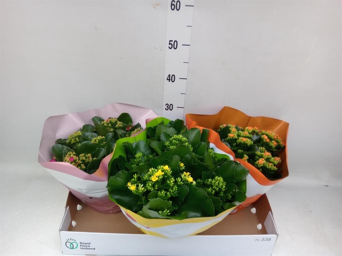 <h4>Kalanchoe blos.   ..mix 4</h4>